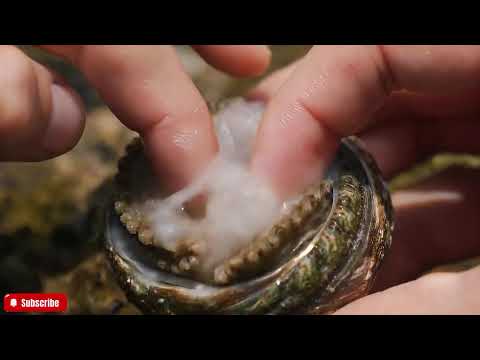 🔴 The FRESHEST Abalone ASMR You'll Ever See | Close-Up Visuals & Natural Ocean Sounds