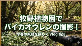 【Vlog】春の妖精に会いに。高知県立牧野植物園でバイカオウレン撮影