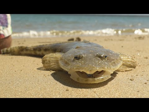 Port Albert Fishing Flatty's, Gummy & Whiting!