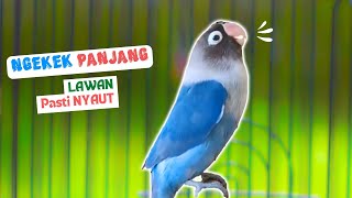 Download lagu Pancingan dan Masteran Lovebird Ngekek Panjang Buat Labet Mana Saja Emosi Auto Nyaut mp3