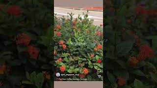 【シンガポール在住女子】シンガポールのリアルをお届けします🪿✨