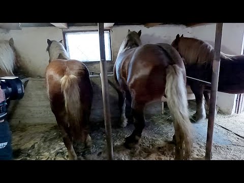 Caii domnului Vasile de la Dărmănești - Bucovina 2021 NOU!!