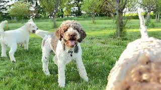 Video preview image #1 Lagotto Romagnolo Puppy For Sale in LYNDEN, WA, USA