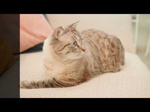 Adult Cat Care: Essential Tips for Keeping Your Feline Friend Healthy and Happy