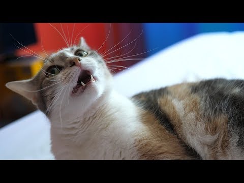 if my cats were dubbed