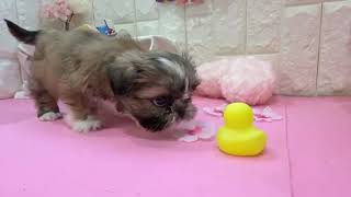 ハーフ犬の動画01