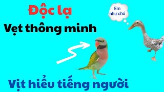 495🦜Smart rose-breasted parrot and duck understand human language