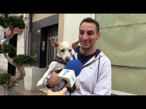 Los nombres estrella para perros en Melilla