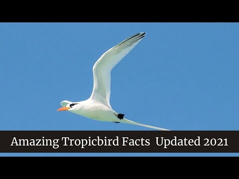 Amazing Tropicbird Facts || Where to Find Tropicbirds || Tropicbird Scientific Name