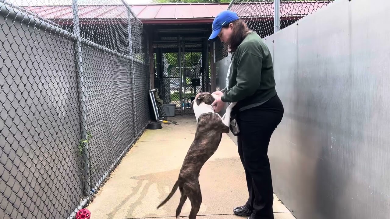Enlarge Launchpad, a ADOPTABLE Pit Bull Terrier in Chicago, IL video 5/5