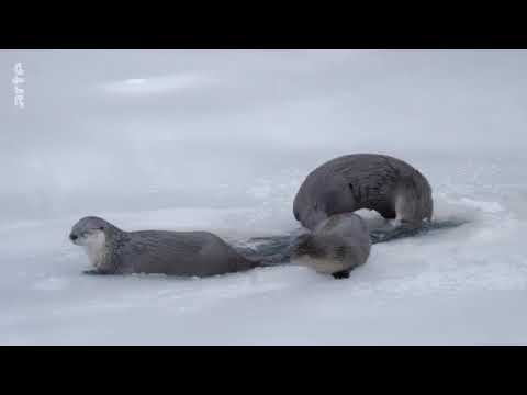 Yellowstone - Park der Extreme [1/2] - Dokumentation