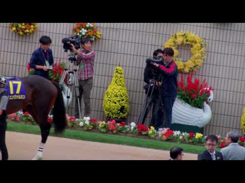 2016年10/23　 第77回 菊花賞（GI）　パドック