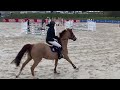 Jument Selle fran&ccedil;ais - 14 ans - CSO
