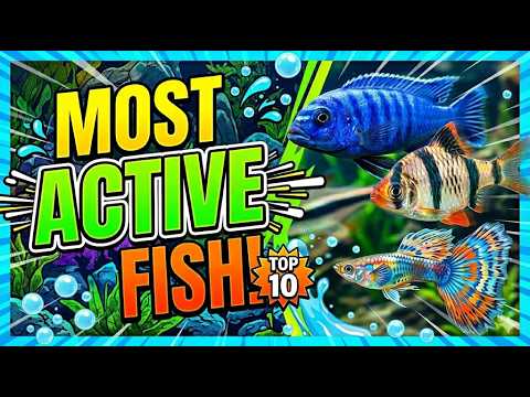 Top 10 Most Active Fish for Your Aquarium!
