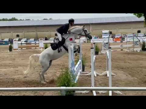 CASSILIA ( Cero/Cellestial) 9y.o. mare 130 class SOLD