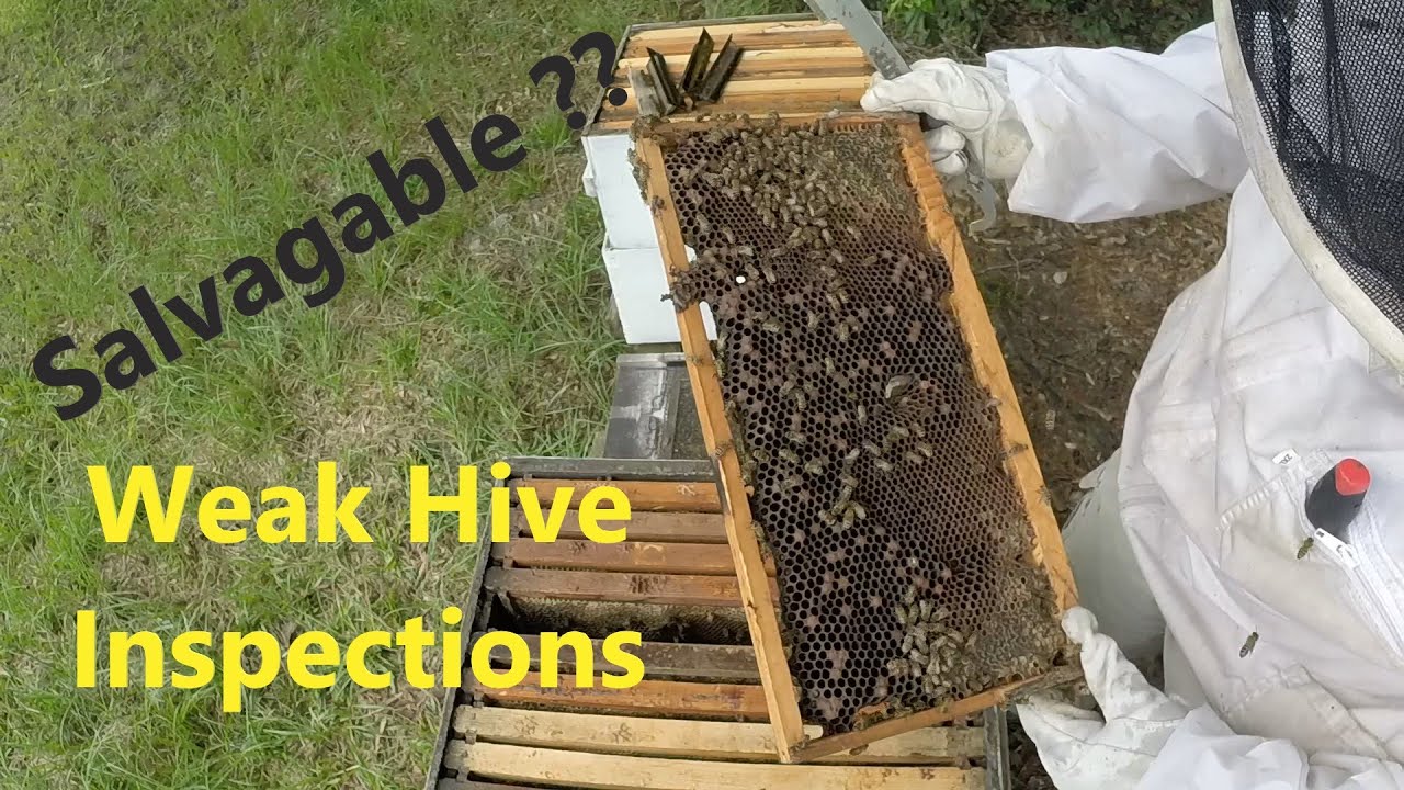 Summer Hive Assessments on Weak Hives