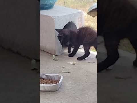 One of the New Babies