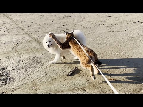 A wild lynx fights with a dog. Who will win?