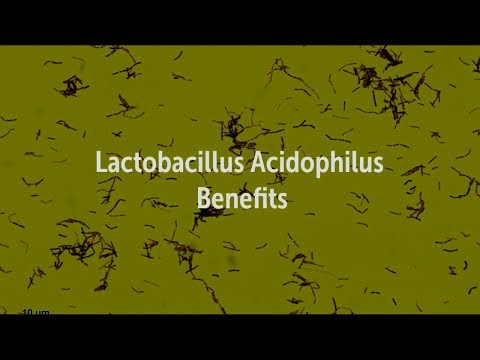 Probiotic supplement/ studies of lactobacillus acidophilus b...