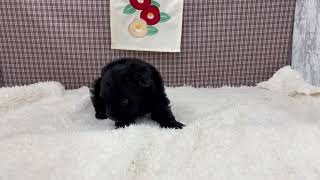 ハーフ犬の動画01