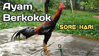 Download lagu Suara Ayam Berkokok di Sore Hari mp3