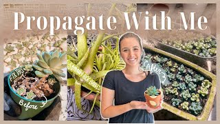 PROPAGATE WITH ME - How to Fix a Leggy Succulent, Repot Aloe Pups, & Arrange Succulents (with TIPS)