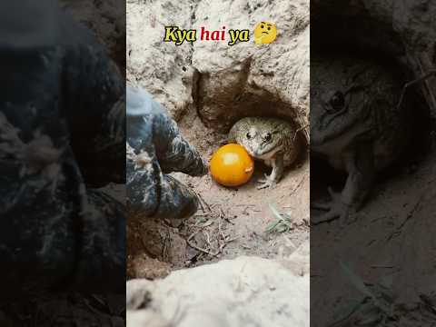 🙄🤭 frog jedor #shorts #shortsfeed #shortsvideo #viralvideo #fyp #viralshorts