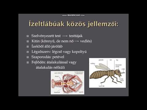 Ízeltlábúak csalása. FÉREGATKÁK (Pentastomidae) | Brehm: Állatok világa | Reference Library