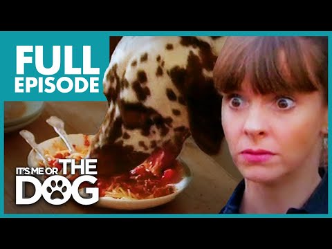 Food Thief Dalmatian: Pongo | Full Episode | It's Me or The Dog