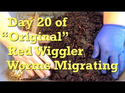 Restock 20-day "original" worms' horizontal migration feeding zone - vermicompost