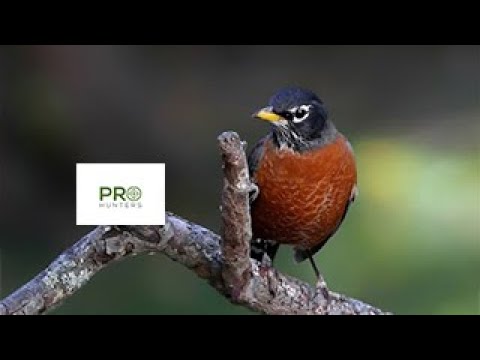 American Robin Bird Sound - Bird Call