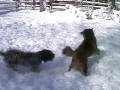 Snow Dogs Bear And Elmer