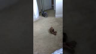 Schnauzer Puppies Videos