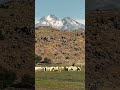 Dil To Hai Dil Evergreen Melody Scenic Love View Viral Trending Shorts LataMangeshkar