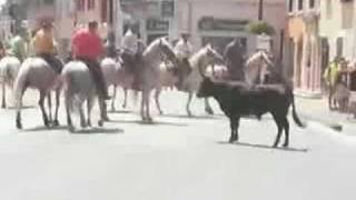preview picture of video 'Bull Running in St Gilles, Provence'