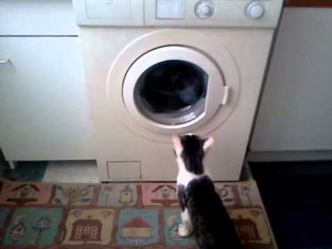 Stalin e la lavatrice