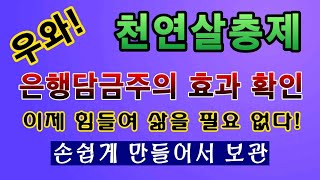 [텃밭농부 1,477]  우와! 은행담금주의 강력한 살충력 확인. 이젠 삶을 필요 없다. #은행살충제
