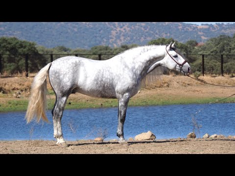 BARROCK PRE HORSE FOR SALE