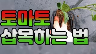 토마토 삽목하는방법 ㅣ 토마토 삽목으로 가을까지 먹기 ㅣ 토마토 재배 방법