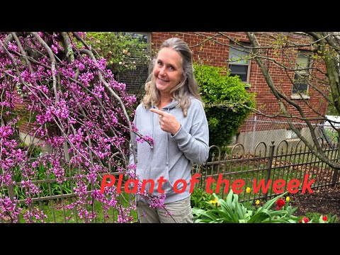 Ruby Falls Weeping Red Bud TREE OF THE WEEK!
