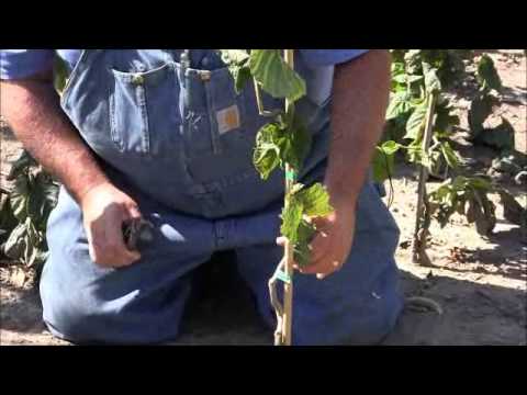 Training Harry Lauder's Walking Stick To Grow Properly