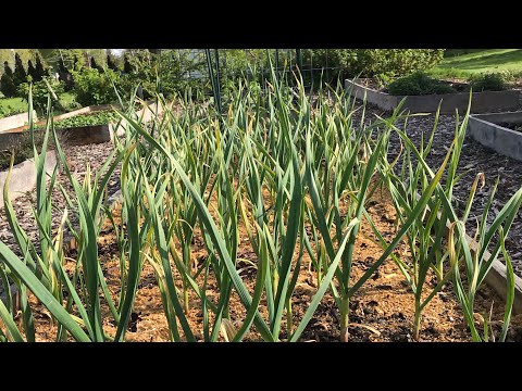 , title : '5 Reasons Your Garlic Leaves are Turning Yellow'