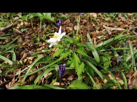 Spring Walk In Crab Wood