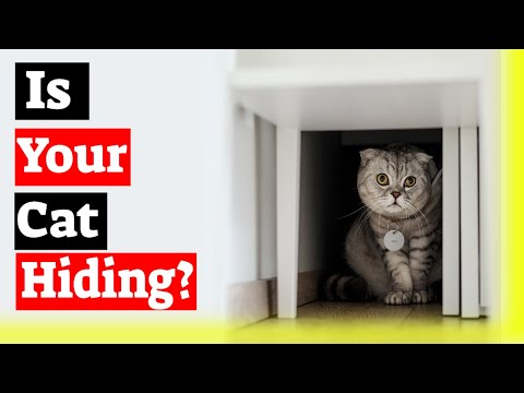 YouTube video about: Why does my cat hide her toys?
