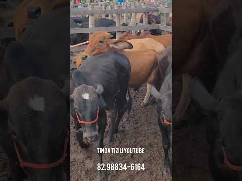 feira do Gado de Rompe Gibão Estrela de Alagoas aos domingos. tinga tiziu YouTube