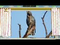 The Amazing World Baby Tv Starling