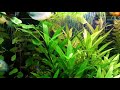 Ciano 128l Gouramis Platys Neons Botias Lohachata