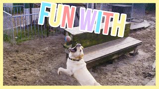 Dogs fatching a ball (in slomo) - Fun with | Furry Friends