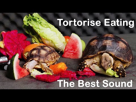 Turtle Tortoise Eating 먹방 🍉 animal asmr eating food 먹방 🐢