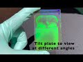 Litiholo - make holograms at home